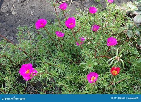 Magenta Colored And Red Flowers Of Portulaca Grandiflora In July Stock