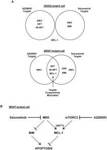 A This Study Revealed That AZD8055 And Selumetinib Impacted The