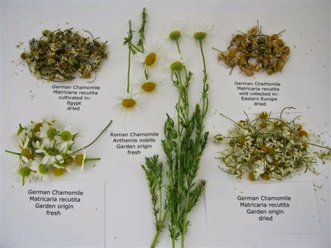 Everything Essential Oils Recipes Uses And Safety Roman Chamomile