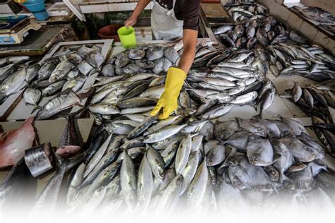 Mtl Bekalan Ikan Mencukupi Harian Metro