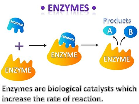 Enzymes Ppt