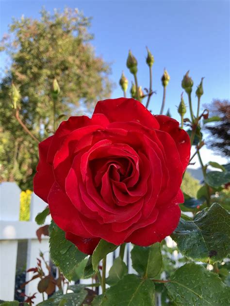 Красная роза 🌹