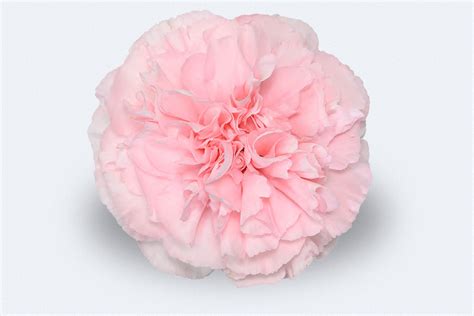 Colombia Direct Bubblicious Carnations