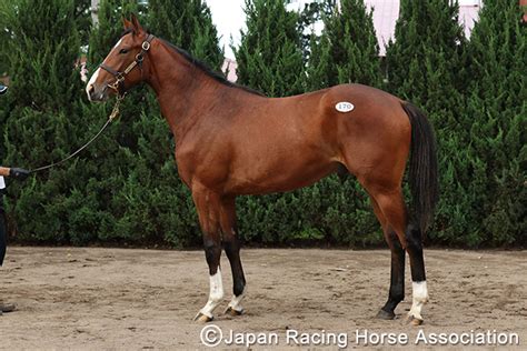 セレクトセールニュース速報｜セレクトセール2022特集｜競馬情報ならjra Van