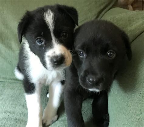 New foster networks will soon improve pet surrender near me 15