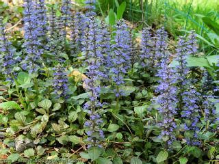 Ajuga Reptans Le Bugle Rampante