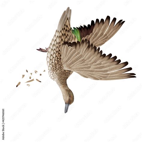 La Chasse Tirer Canard Pilet Femelle M Le Volant Ciel Vol