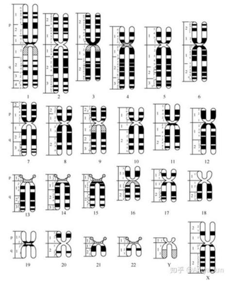 微观探索人体奥秘 008 染色体 知乎