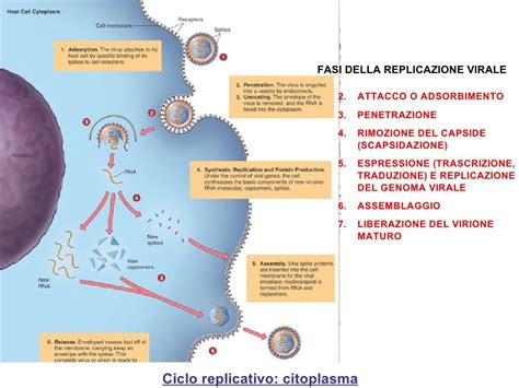 15 Ciclo Replicativo Virus