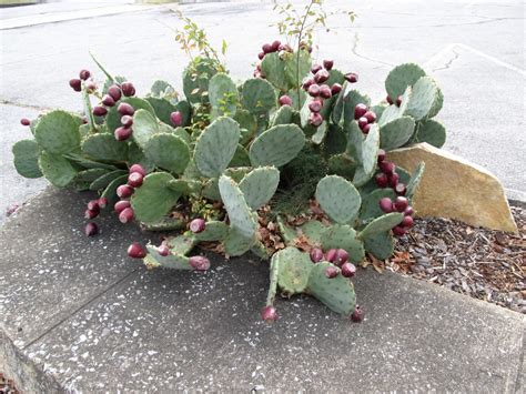 Prickly Pear Is Easy Care What Grows There Hugh Conlon Horticulturalist Garden Advisor