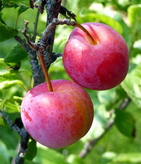 Plum Tree Pruning Diseases And Care For Plum Trees