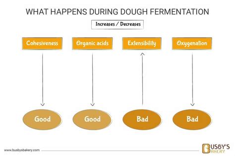 Bulk Fermentation Explained Why Proof Bread Twice