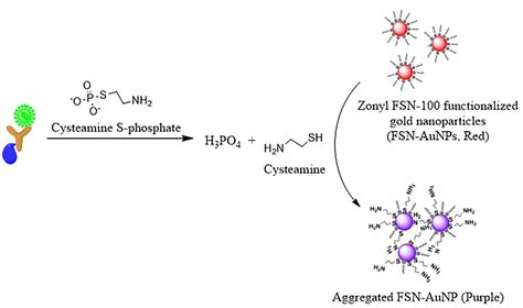 Scheme All In One Immunoassay Capable Of Sensing Positive And