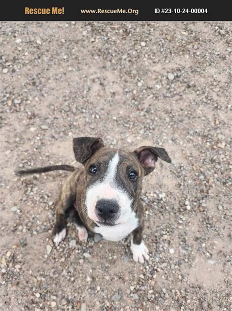 Adopt 23102400004 Bull Terrier Rescue Phoenix Az