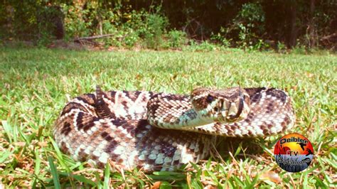 Rattlesnake Strike Youtube