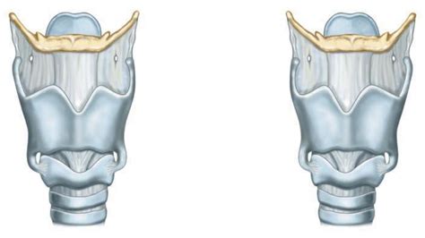 Laringe Udocz Laringe Anatomía Médica Anatomía