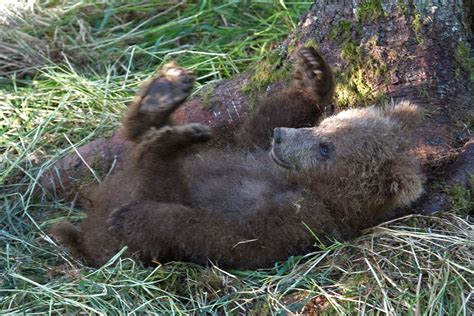 Katmai Bears Dsc Teddy Bear Bonnie Flamer Photography