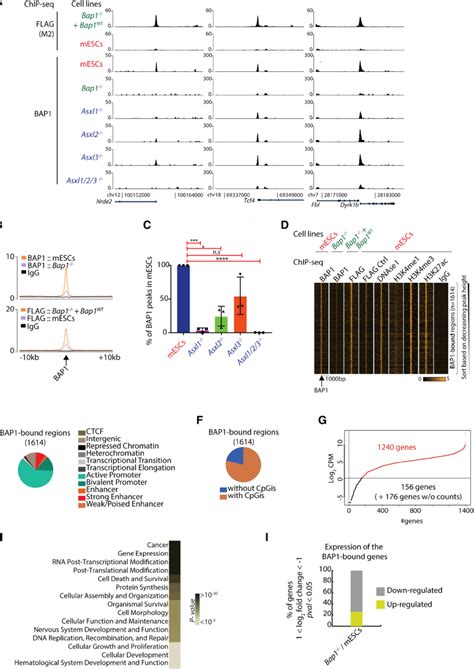 Bap Binds To Active Genes Involved In Key Cellular Processes In An