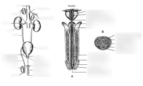 Male Reproductive Anatomy Diagram Quizlet