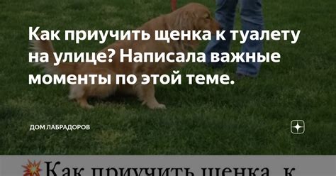 Пошаговая инструкция по приучению щенков к туалету в квартирных условиях