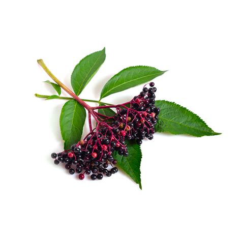 Elderberry Health Benefits Uses And Risks