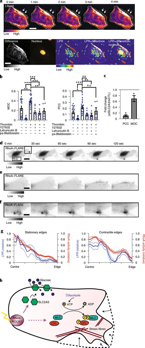 Subcellular Distribution Of Lpr Colocalizes With Actin Remodelling A