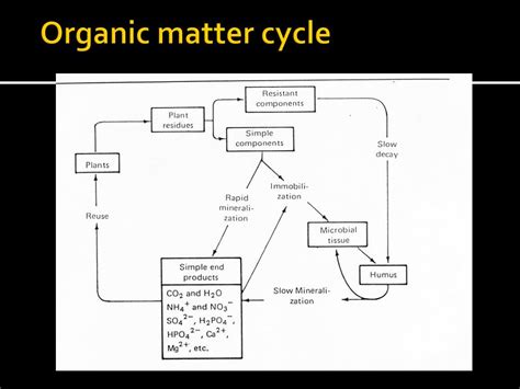 PPT - Soil Organic Matter and Decomposition PowerPoint Presentation, free download - ID:726441