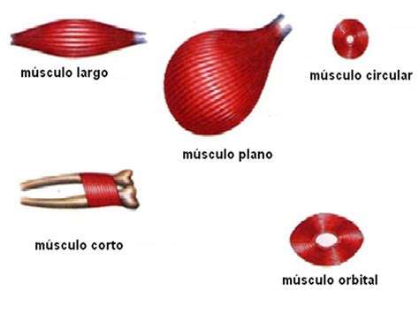 El Sistema Muscular Del Cuerpo Humano