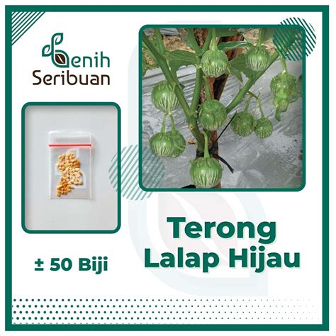 Jual 50 Biji Benih Terong Lalap Hijau Kenari Bulat Sayuran Unggul