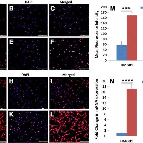 Immunofluorescence And Mrna Analysis Rt Pcr For Hmgb And Rage In