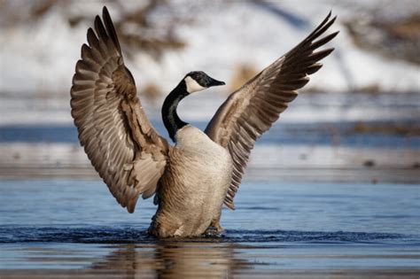 The Difference Between a Duck and Goose - American Oceans