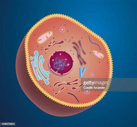 1,236 Cell Cytoplasm Stock Photos, High-Res Pictures, and Images - Getty Images