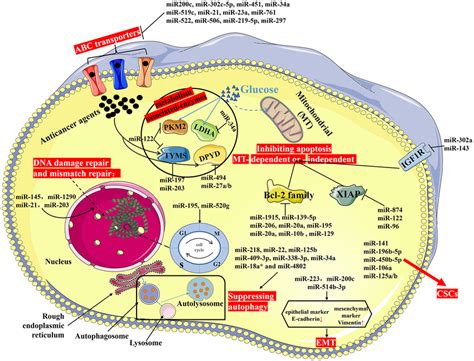 Drug Resistance Or Mdr Of Crc Drug Resistance Of Crc Is Attributed