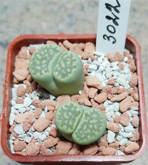 3022 Lithops Julii V Fulleri Fullergreen X Salicola Malachit