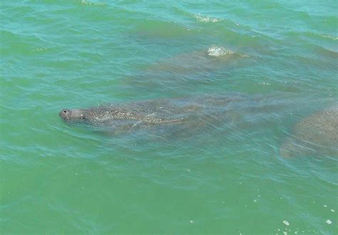 Indian River Lagoon And Swampland Boat Tours All You Need To Know