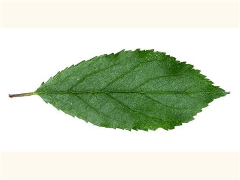 blackthorn leaf Taxus Baccata, Betula Pendula, Ancient Yew Tree, Celtic ...