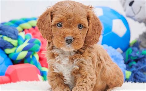 Download wallpapers Cavoodle, small brown puppy, 4k, cute animals, small dog, curly puppy ...