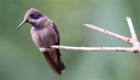 August Ebirder Of The Month Challenge Ebird Pacific Northwest