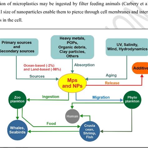 Pathways To Human Exposure And Effect Of Micro And Nanoplastics On