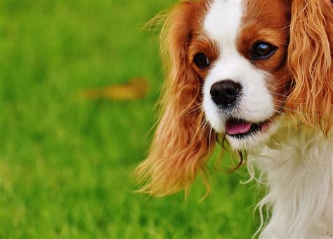 Free photo: Dog, Cavalier King Charles Spaniel - Free Image on Pixabay