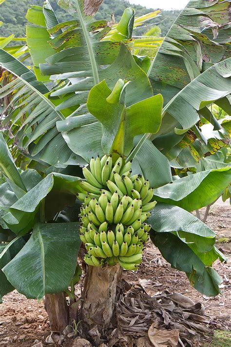 How to Overwinter Banana Plants | Gardener’s Path