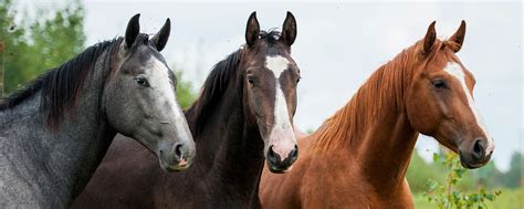 British Equestrian Federation- First group of coaches inducted on to ...