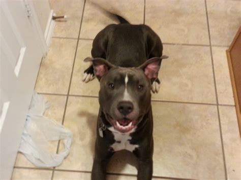 Are Pit Bulls full grown at a year old? How much bigger will my Brego get? He's 55lbs and a year