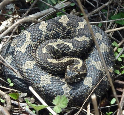 Massasauga Rattlesnake - Wildlife Preservation Canada