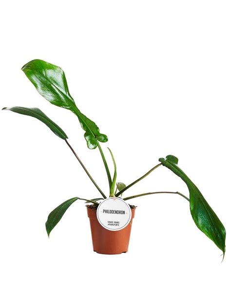 Filodendron Philodendron Joepii Don Cm Kupuj W Obi