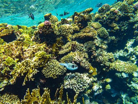 Close Up Sharm El Sheikh Dos Corais Do Mar Vermelho Foto Premium