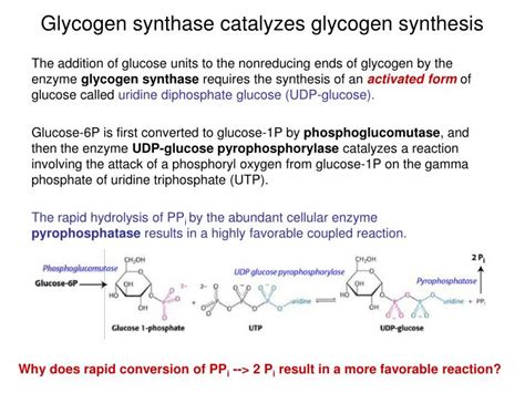 PPT - Carbohydrate Metabolism 2: Glycogen degradation, glycogen ...