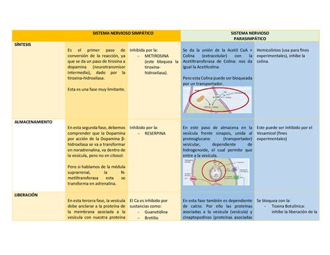 Cuadro Comparativo Sistema Nervioso Simptico Sistema Nervioso