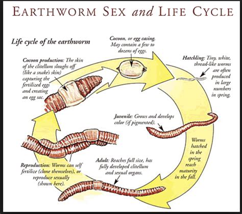 Earthworm Reproduction