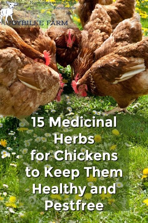 15 Medicinal Herbs For Chickens To Keep Them Healthy And Pestfree